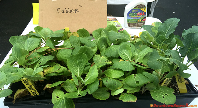 roswell-farmers-market-cabbage